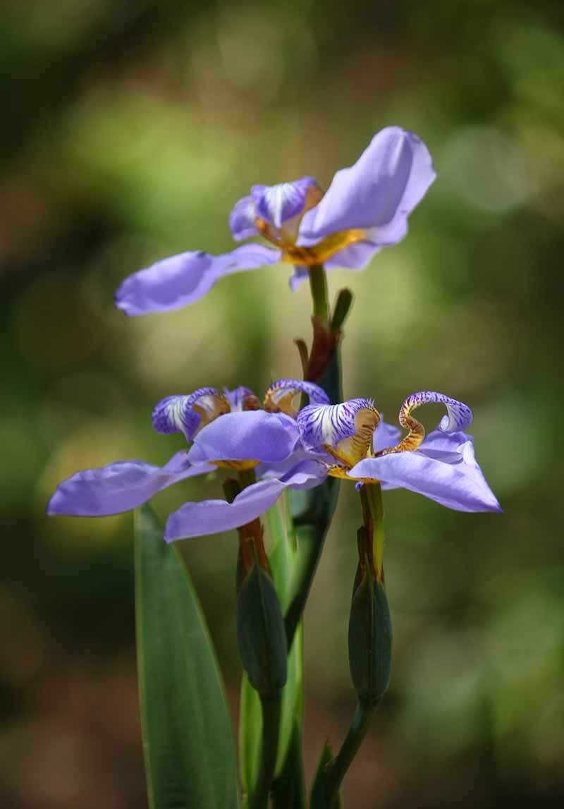 jpeg-optimizer-floresdocampopq.jpg
